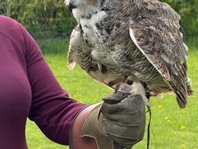 Customer Photo of Bird of Prey Experience (Nationwide Venues)